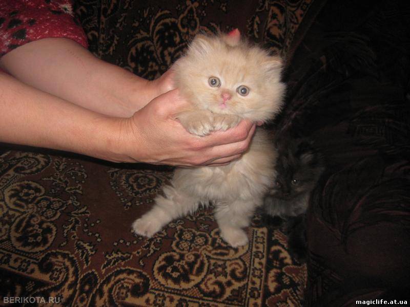 Отдам котенка в добрые руки даром. Отдам персидских котят. Котята персидские в хорошие руки. Персидский кот в добрые руки. Персидский котенок на руках.